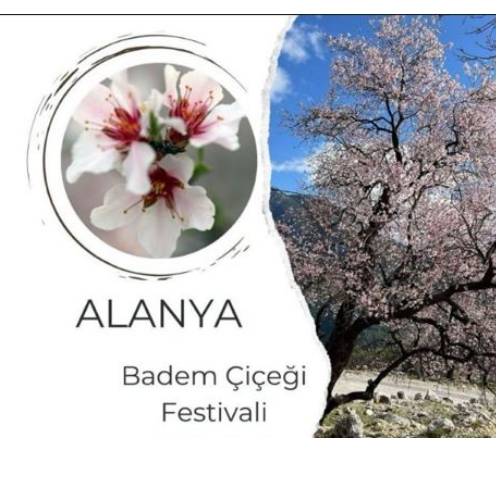 alanya-badem-cicegi-festivali