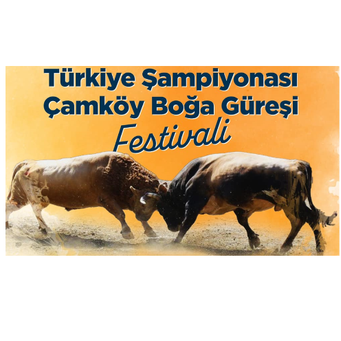 geleneksel-turkiye-sampiyonasi-camkoy-boga-guresi-festivali