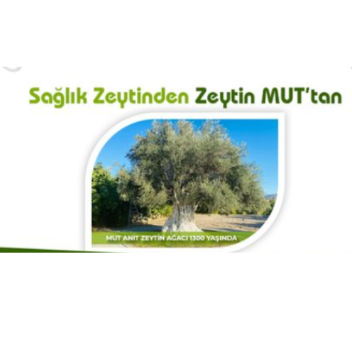 mut-zeytin-ve-zeytinyagi-festivali