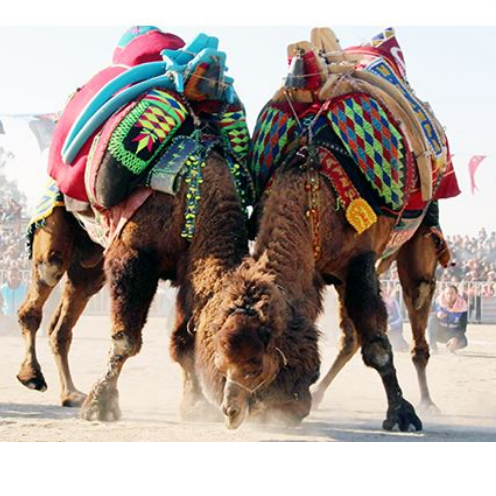 yenipazar-deve-guresi-festivali