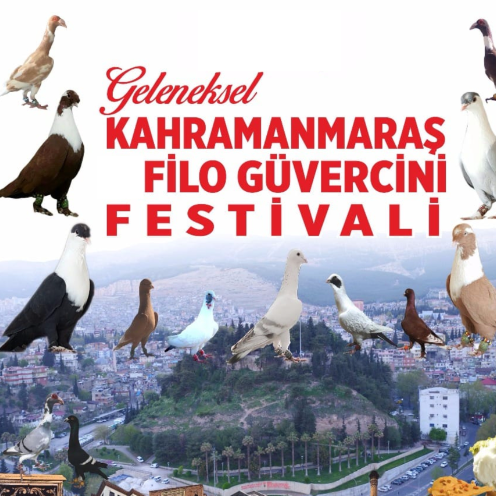 geleneksel-kahramanmaras-filo-guvercini-festivali