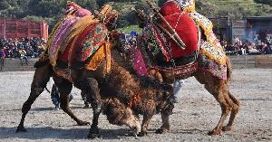 geleneksel-kocarli-deve-guresi-festivali