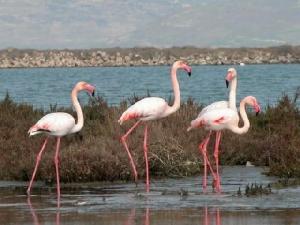 flamingo-ve-yumurta-festivali