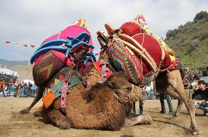 geleneksel-bozdogan-deve-guresi-festivali