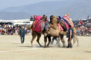 geleneksel-bozdogan-deve-guresi-festivali