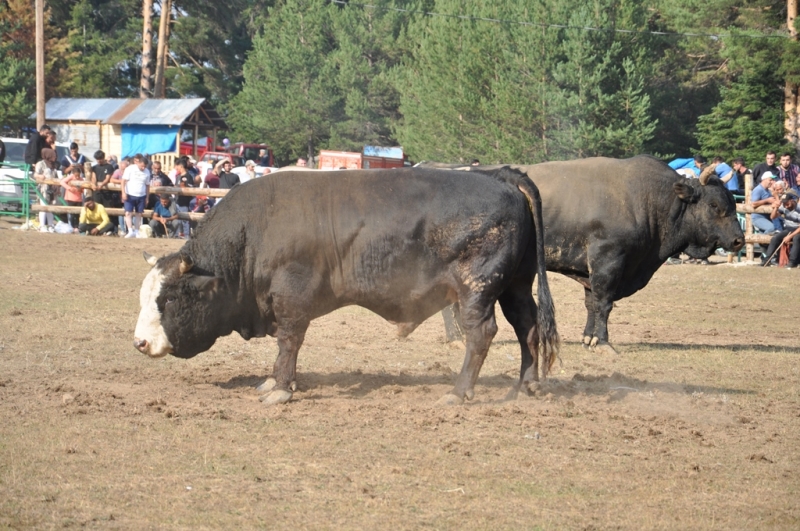 dalahet-yayla-senlikleri-ve-boga-guresleri