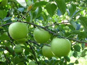 yesil-ihsaniye-elma-festivali