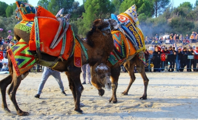 geleneksel-kocarli-deve-guresi-festivali-1722