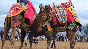 karacasu-deve-guresi-festivali