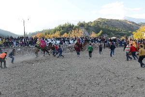geleneksel-karacaoren-karabuk-deve-guresleri-festivali