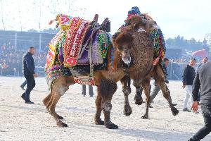 kepez-belediyesi-deve-guresleri-festivali