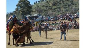 kosk-geleneksel-deve-guresi-festivali