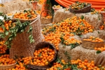 bodrum-mandalina-hasat-festivali