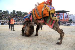 selimiye-deve-guresi-festivali