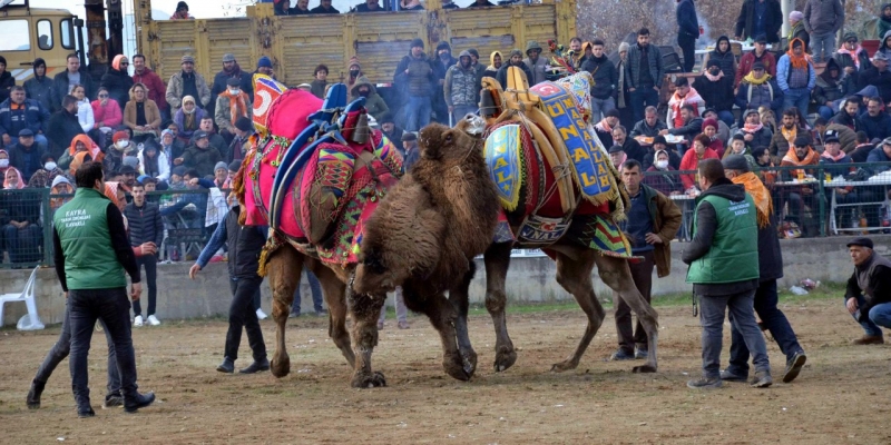 geleneksel-sultanhisar-deve-guresi-festivali